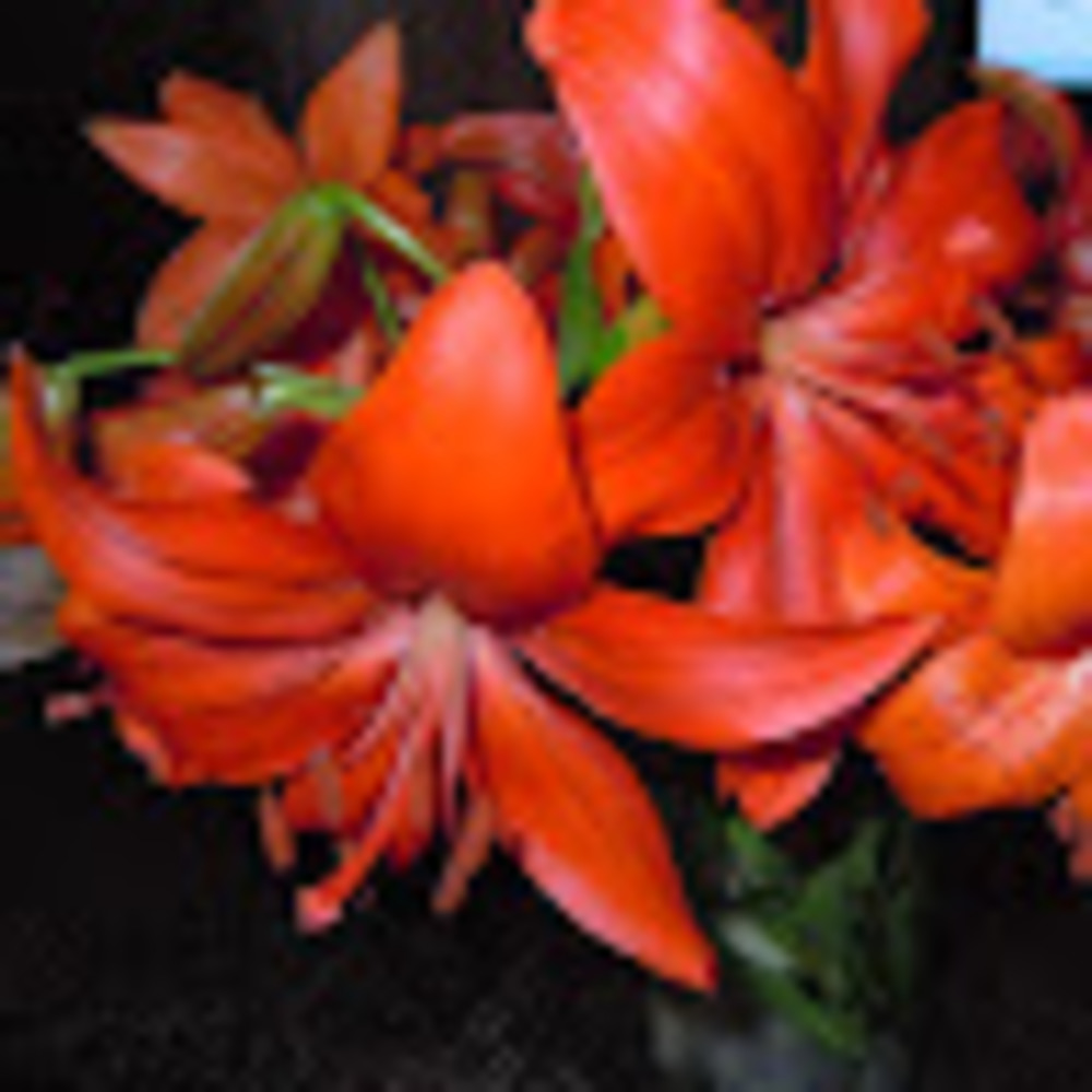 Meet your Posher, Chelsea